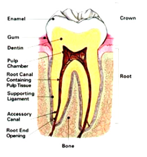 Healthy Tooth